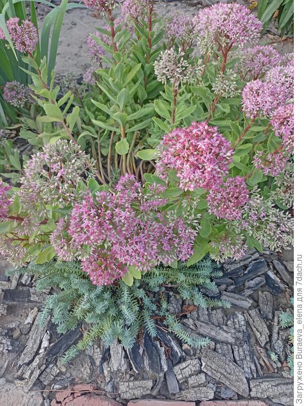 Очиток видный. Также на солнцепеке. Куст развалился чуток по двум причинам - моя кошечка внутри любит сидеть. И уже делить пора.