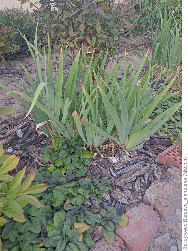 Живучка и ирисы. Кстати, там где на живучку падает хоть какая-то тень, она очень даже ничего еще.