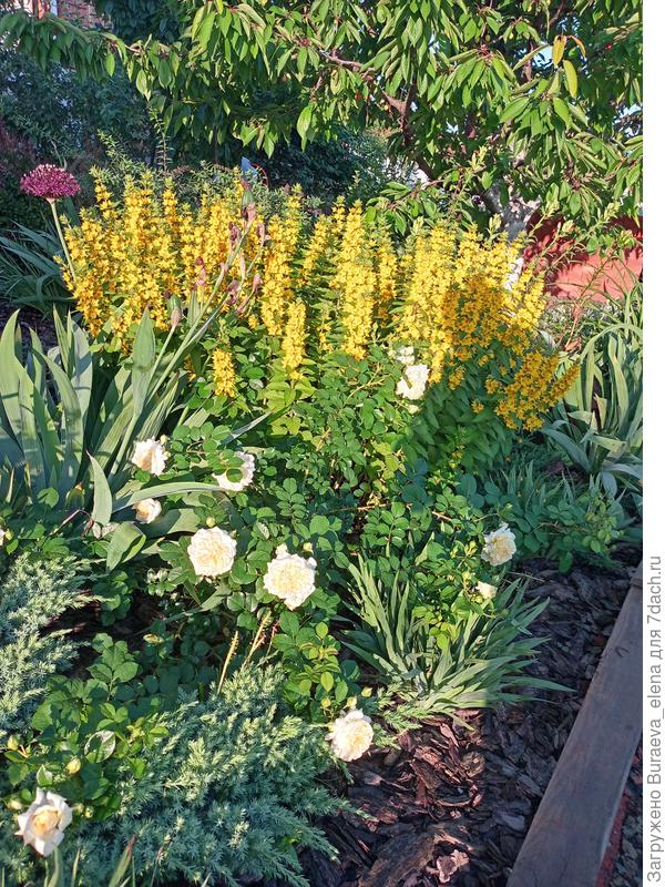 Вербейник сияет