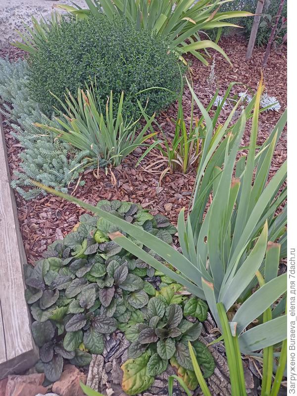 Фрагмент цветничка.