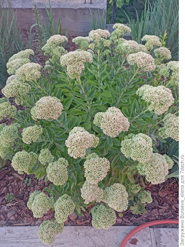 Очиток видный. Растет как на солнцепеке, так и в частичном затенении. Готовится цвести. Страдает только от моей кошки, когда она в куст прыгает за кузнечиками или стрекозами. И ломает его.