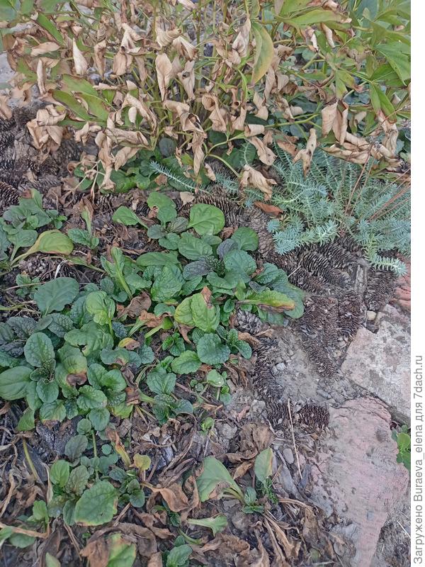 Живучка и пион на солнцепеке.