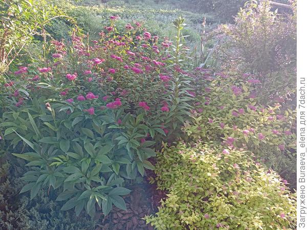 Спирея цветет