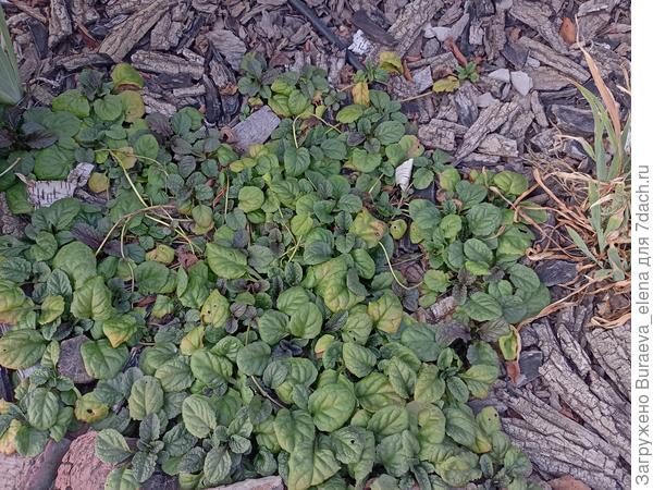 Живучка на солнцепеке. Не сгорела. И на том спасибо!