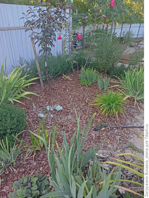 В молодом цветничке (заложила в прошлом году) на заднем плане также астры осенние безродные, сиреневые.