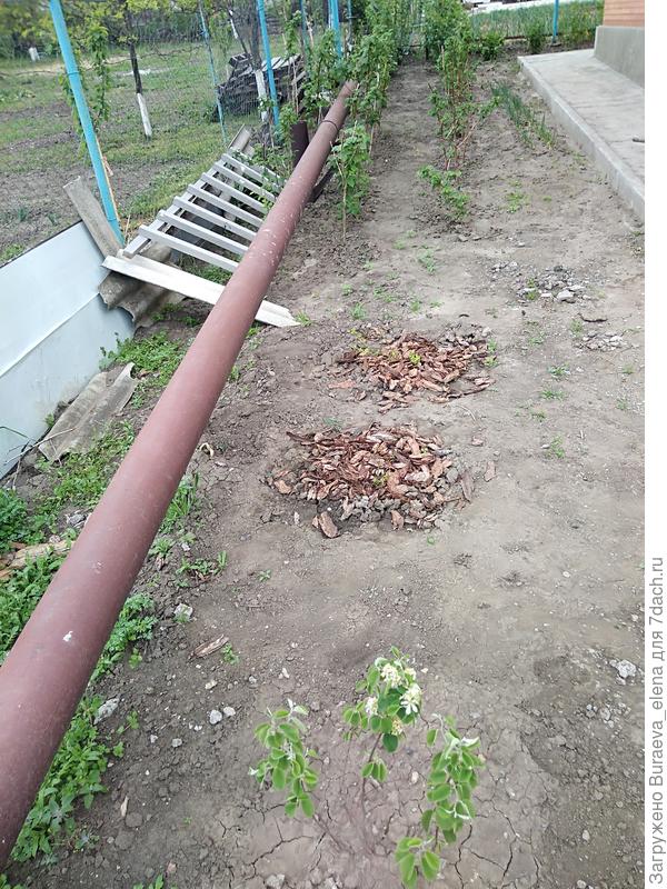 03 мая 2020 года. Сразу за крыльцом - ирга и голубика. Они высажены в октябре 2019 года, вместе с калиной