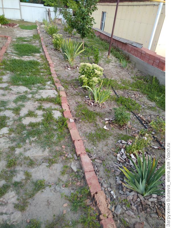 09 августа 2021 года. Цветник заполняется всяким и разным - очитки, ирисы преимущественно