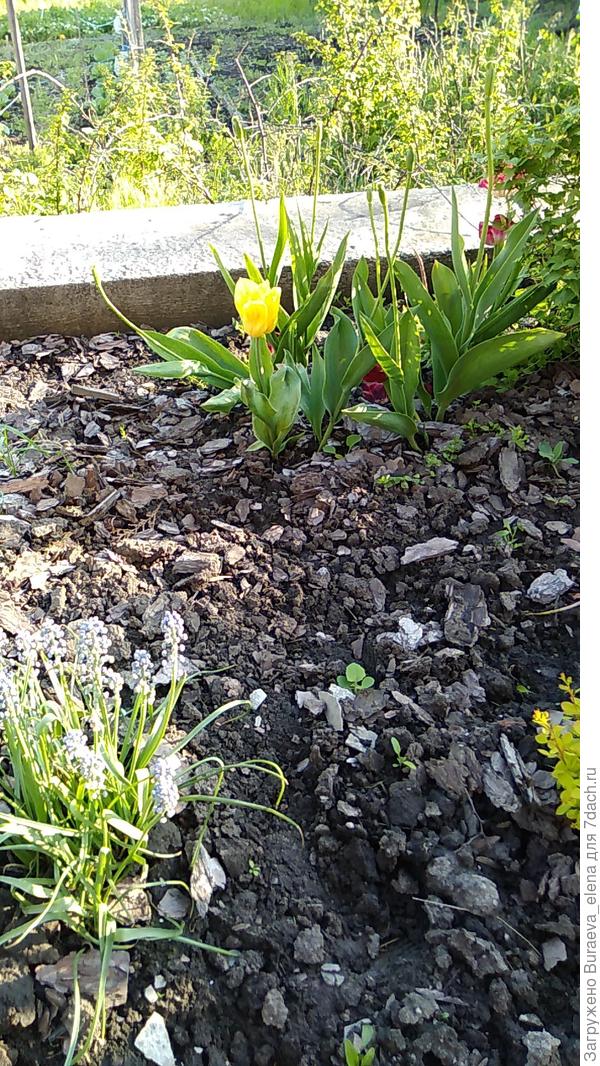 Фрагмент цветника