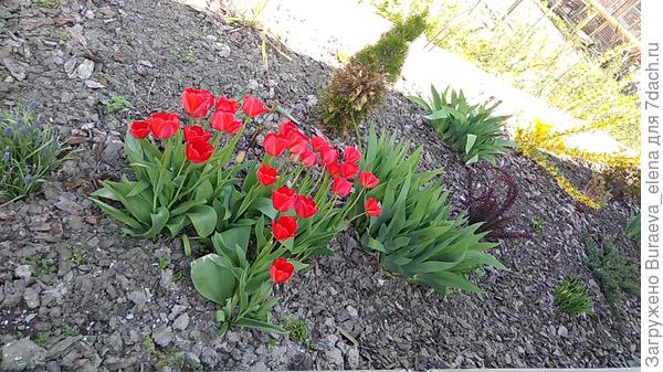 01 мая 2021 года. Дикие тюльпаны во всей красе. Всходят букетами