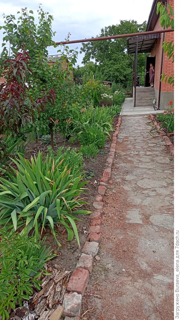 26 июня 2022 года... Все уже отцветает и переходит в просто зеленое состояние