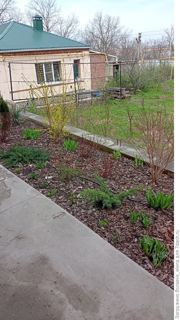 10 апреля 2022 года. Зацветает форзиция