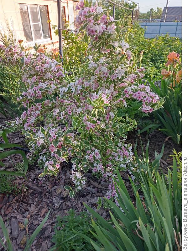 22 мая 2023 года - дейция в цвету