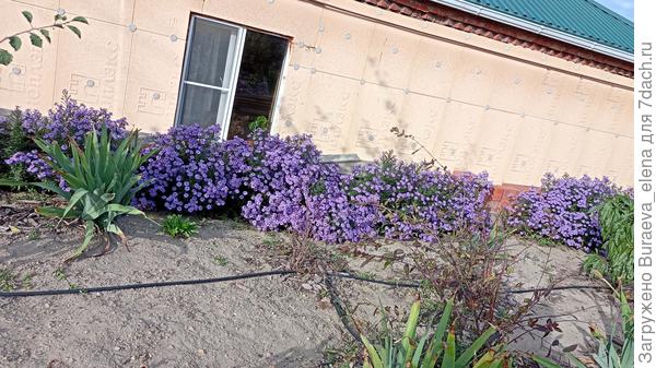 02 октября 2022 года. Вовсю цветут осенние безродные астры.