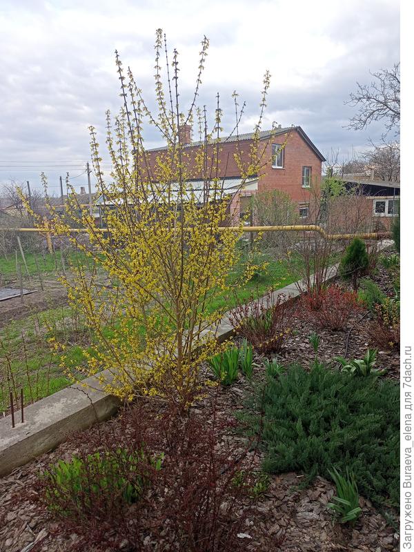 03 апреля 2023 года. зацветает форзиция