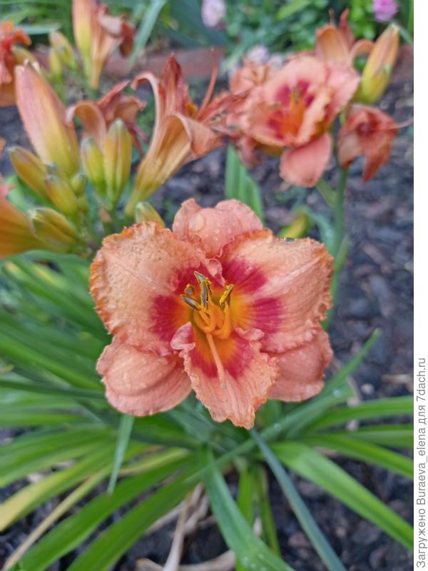 Лилейник. Сорт неизвестен))