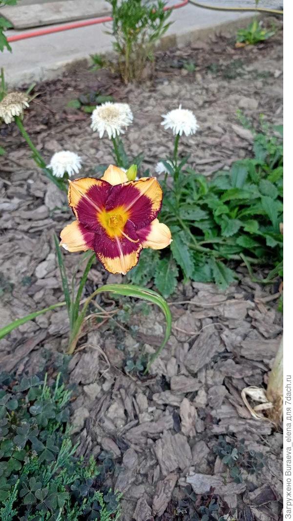 Лилейник - спасла из Леруа Мерлен. Расцвело совсем не то, что на упаковке, но очень красивый