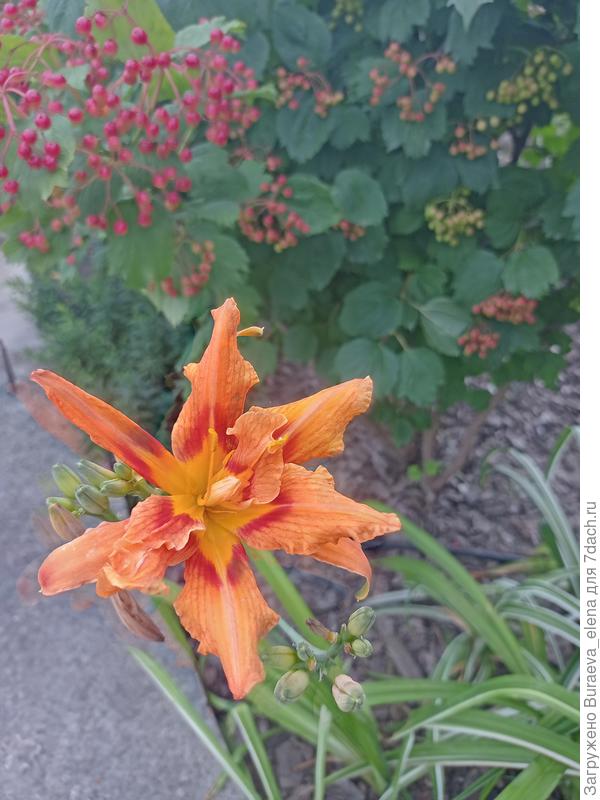 Лилейник. Еще один рыжик - но он волнистый, какой-то полумахровый. А листья с белой полосой - вариегатные