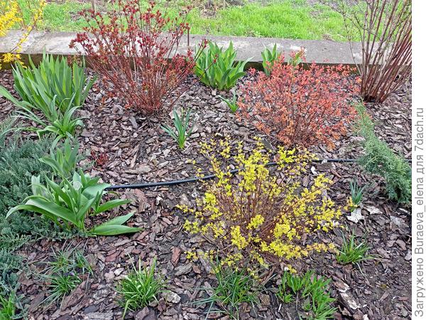 Спиреи в апреле