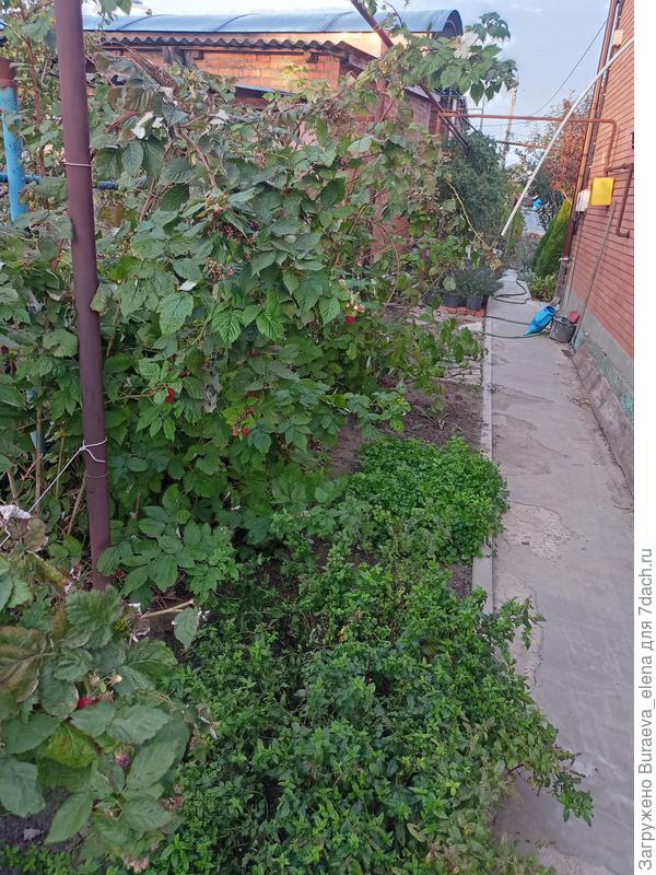 Отмостка между малинником и домом. За домом.