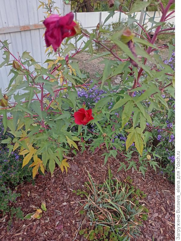 Ну гибискус травянистый у нас до декабря иногда цветет. Тут не удивительно. У меня он еще маленький.