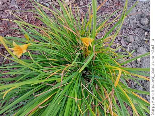 Почему-то цветет лилейник