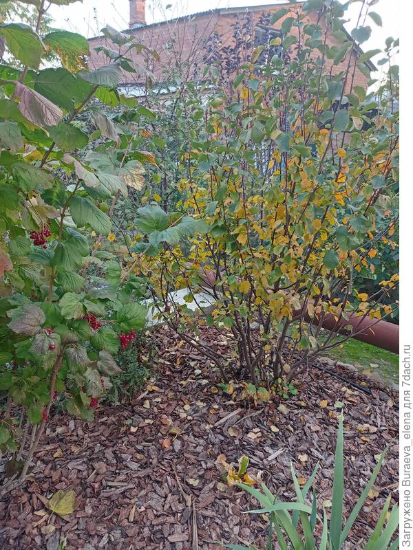 Ирга, оказывается, начала желтеть. Калина пока держится