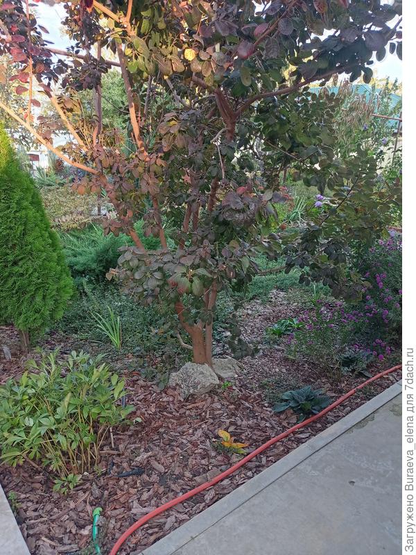 Угол цветника под окнами