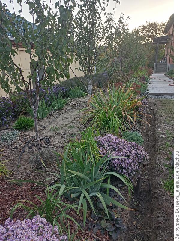 Вид на цветник у крыльца. Траншеи выкопаны, позже начну выкапывать и делить растюхи вдоль дорожки. Ибо разрослись и потеряли товарный вид.