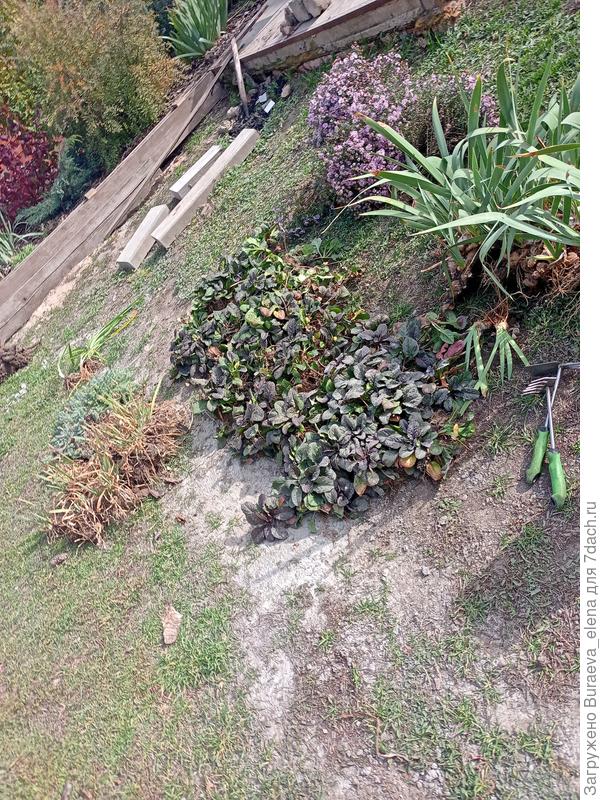 Малая часть выкопанных растюх