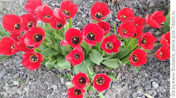 Тюльпаны дикие, красные, растут букетами.