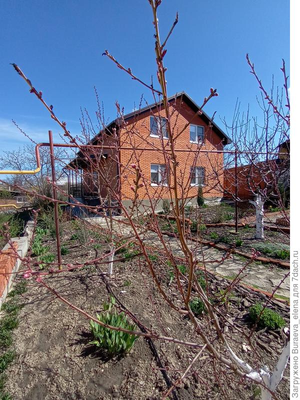 тут фото от входного забора... Технологическую дорожку я проложила за деревьями, дабы по грязи не ходить из старых неиспользованных кирпичей... Может позже заменим на что-то более надежное. Но вот нижний дом он не вписывается вообще никак и никуда... И задекорировать его непонятно чем можно. У соседки окно в наш двор выходит. Оно и так наполовину опорной стенкой закрыто. Так