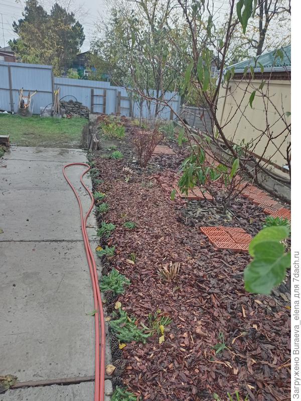 Вычищенный и обрезанный (почти) цветник. На некоторые оставшиеся растюхи пока рука не поднялась