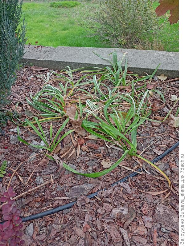 Лилейники готовятся к обрезке