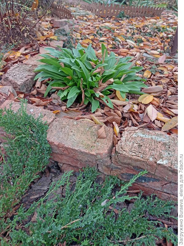 Куртинка лилии белой кандидум. Такой она будет зимовать. К весне будет потрепанной