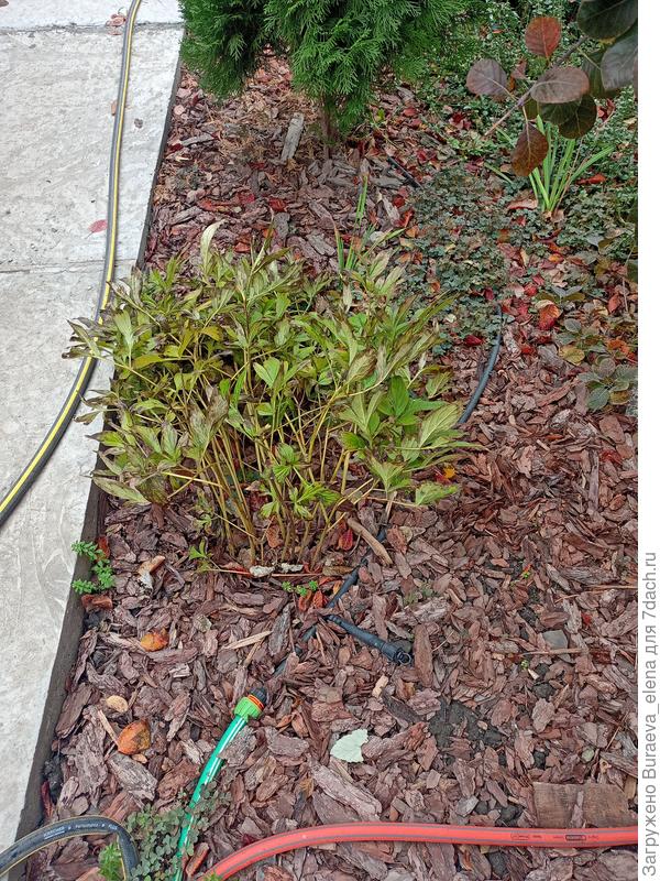 Пион готовится к обрезке