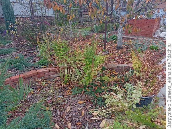 Обрезка вербейника