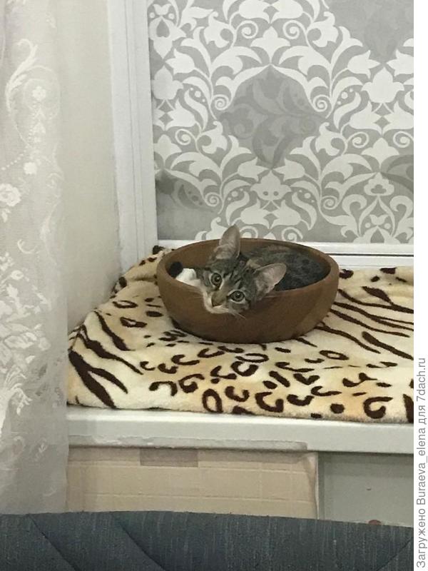 Боня совсем маленькая, ей около полугода тут. Полюбила миску деревянную... Долго в ней жила, потом ее попа тем перестала помещаться