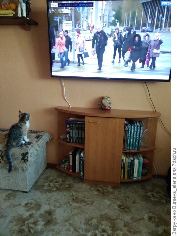 Любит Боня смотреть телевизор