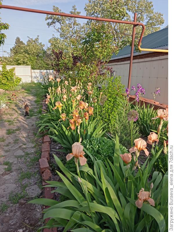 Вот фотографировала ирисы... А потом увидела тыл нашей Бони