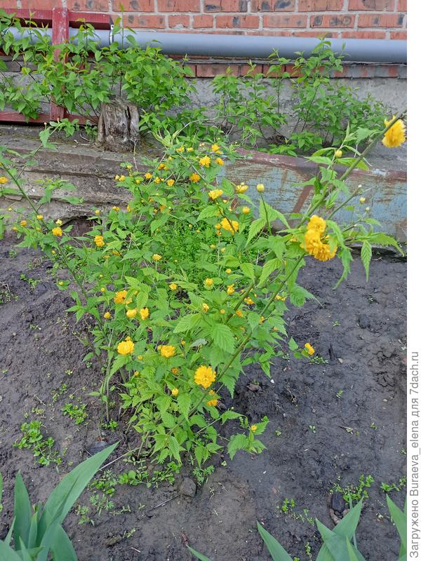 керия японская - несколько дней после прополки... Сорняки растут как на дрожжах