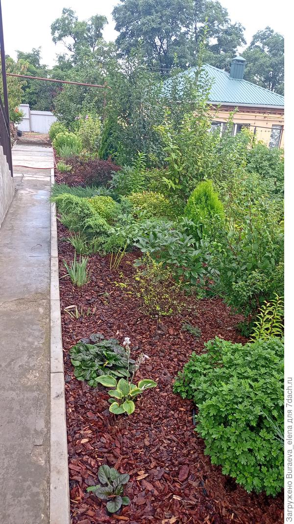 В этой части цветника кора уже несколько сезонов. Сорняков практически нету... Только кору раз в пару-тройку лет надо подсыпать