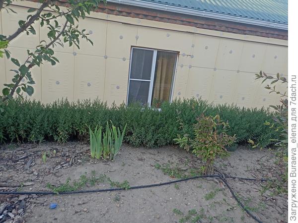 Тут по центру грунт без коры - ссыхается в бетон, потом трескается