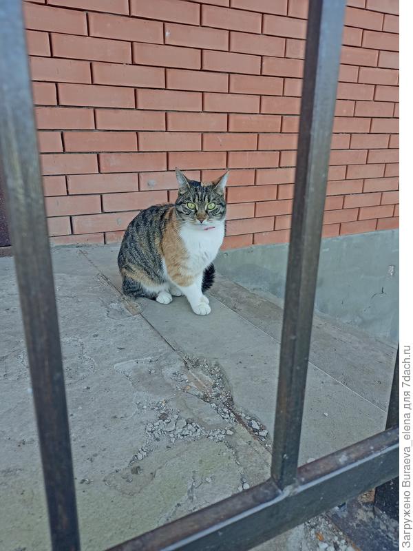 Кошечка Боня героически ждет, пока я набегаюсь по саду. Хочет домой под батарею