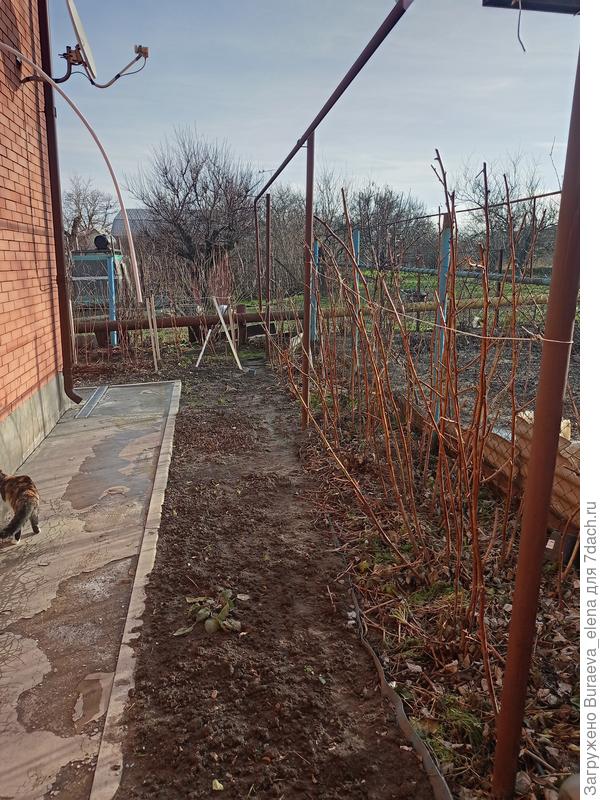 За домом - малинники