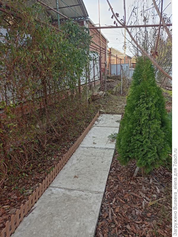 Жимолость южная тоже пока зелена... До сильных морозов.