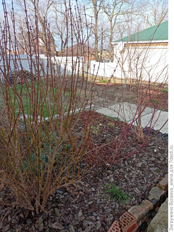 Форзиция, дерен и пузыреплодник. Ветви