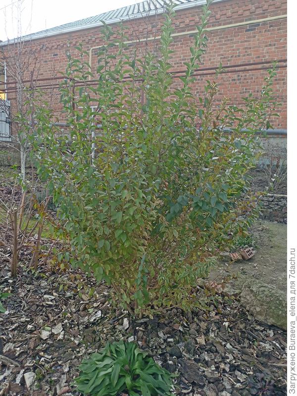 Бирючина пока зеленая стоит. Сильных морозов не было.