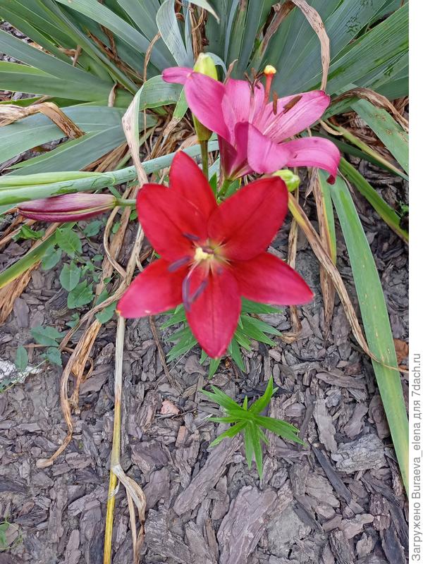 Розовая??? лилия