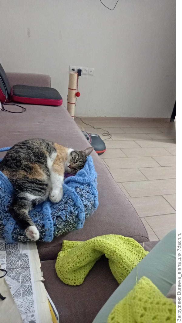 Правда спустя пару часов Боня решила, что пора перебираться в кроватку и начала зазывно мне муркать