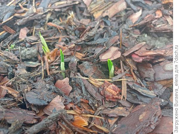 Что-то еще взошло...